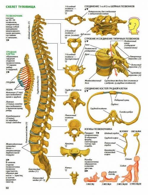 Какая имеется связь между строением позвонков из разных отделов позвоночника и выполняемыми ими функ