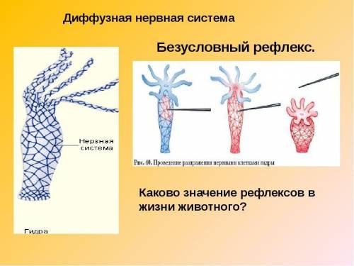 Что такое сетчатая нервная система?