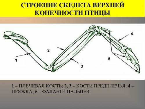 Назовите особенности строения конечностей птицы