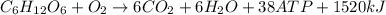 C_6H_{12}O_6+O_2 \rightarrow 6CO_2 + 6H_2O + 38ATP + 1520kJ