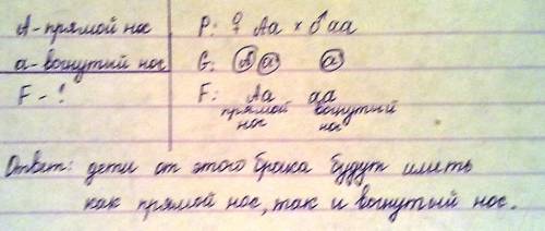 Учеловека прямой нос доминирует над вогнутым. гетерозиготная женщина с прямым носом выходит замуж за