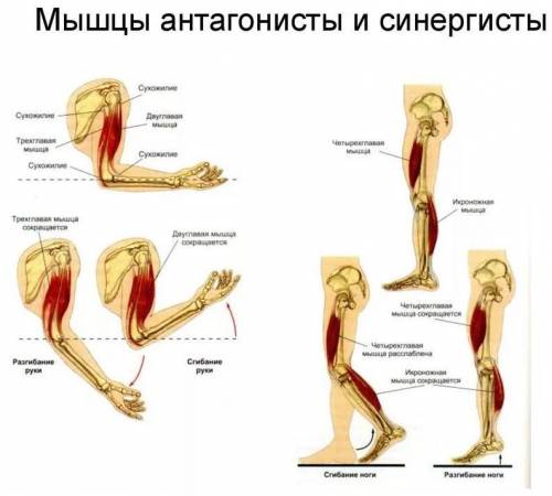 Примеры мышц антогонистов и синергистов.