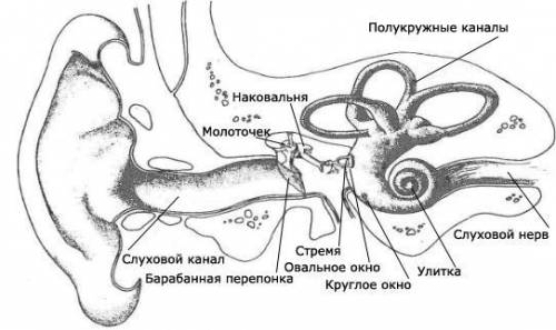 Аолимпиаде по биологии,9 ! установите последовательность прохождения звука к слуховым рецепторам у ч