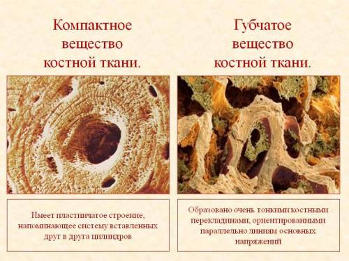 Вывод о связи строения костей с выполняемыми ими функциями