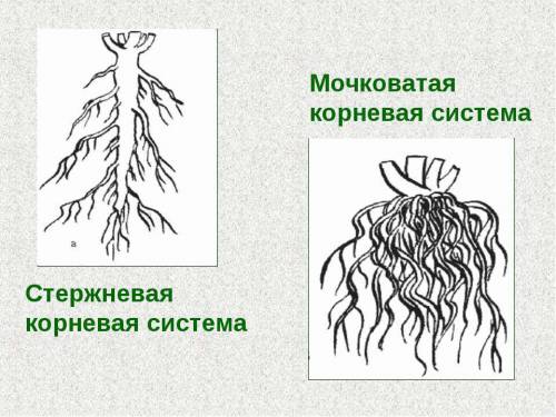 Юля собирает цветы с тремя лепестками, а Варя с четырьмя лепестками. Оказалось, что вместе они собра