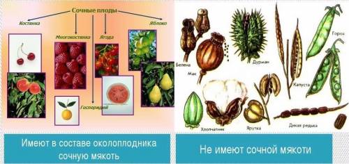 Примеры сочный односемянных и многосемянный ! примеры сухих односемянный или многосемянный