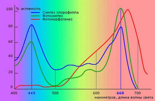 Какие лучи спектра поглощают хлорофилл? а) красные б) зеленые в) фиолетовые