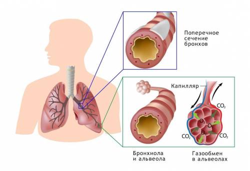 Внимательно рассмотри рисунок, на котором изображена одна из органов человека 5.1 запиши в строке от