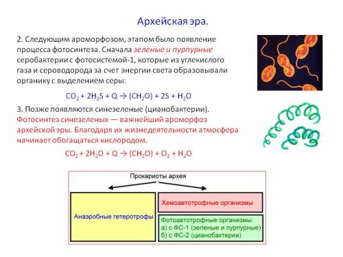 Презентация: архейская эра и соответственные ароморфозы