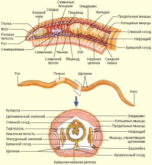 1)каковы особенности строения кольчатых червей? 2)как располагаются внутренние органы в теле кольчат