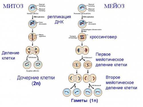 Вчём сходство и отличие митоза и мейоза?