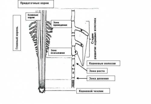 67. заполните таблицу «связь строения зон корня с выполняемыми функциями». название зоны корня какой