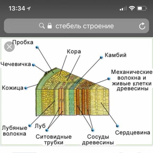 Стебель,его строение, функции, разнообразие видов, видоизменения стебля ​