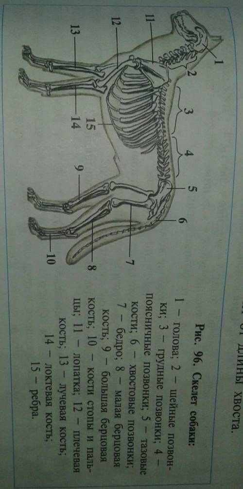 Назовите скелет собаки и сколько их? ​