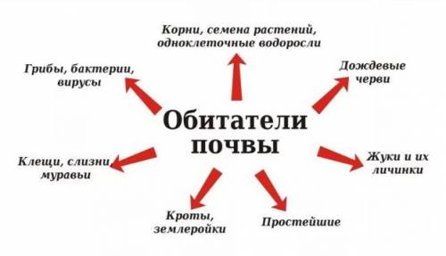 Какую пользу приносят природе животные почвы?