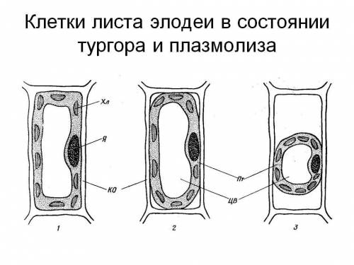 Как называется процесс, при котором вода из клеток начинает уходить во внутреннюю среду?