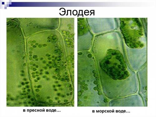 Как называется процесс, при котором вода из клеток начинает уходить во внутреннюю среду?