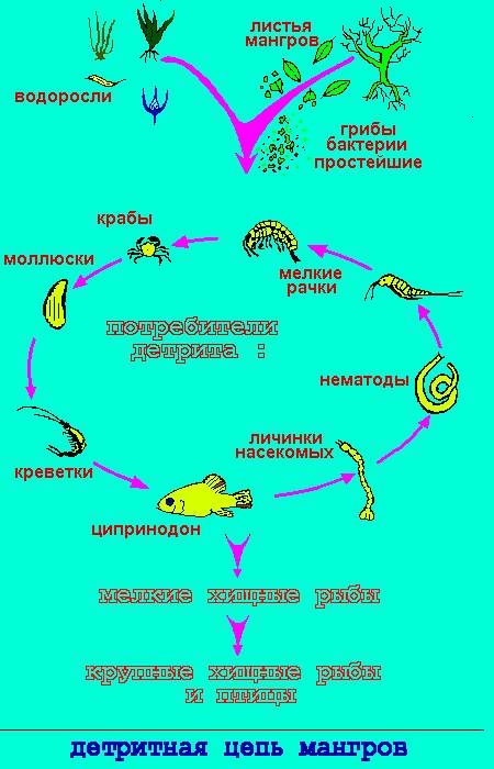 Составьте списки организмов относящихся к пастбищной и детритной пищевым цепям