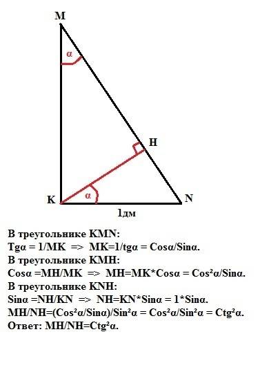 Впрямоугольном треугольнике mnk (угол k=90градусов) kn=1дм ,угол м=а. в каком отношении делит гипоте