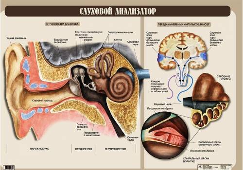 1.опишите строение и работу среднего уха. 2.опишите строение и работу внутреннего уха.