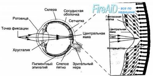 Какая взаимосвязь между строением и функциями зрительной сенсорной системы? ?