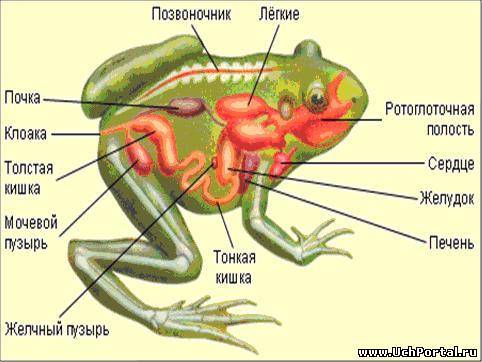 Особенности строения лягушки связаные с жизнью в воде и на суши.сделать выводы в воде и на суше.реши