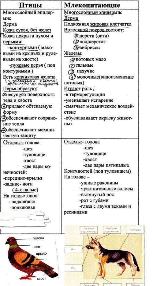 Лабораторная работа исследование сходства и особенностей во внешнем строении и в строении скелета пт