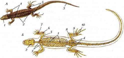 Внешнее строение и скелет пресмыкающихся