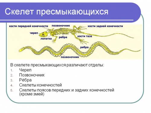 Внешнее строение и скелет пресмыкающихся