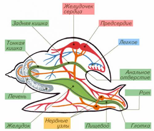 Напишите системы моллюсков и органы относящиеся к ним пример: нервная(окологлоточное нервное кольцо)