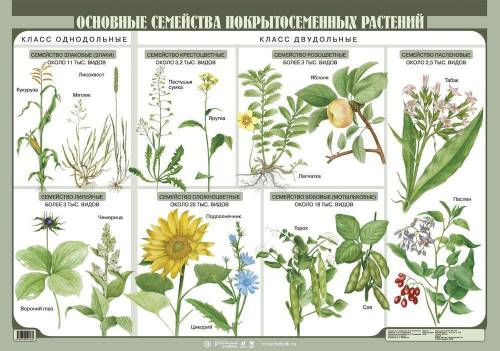 Какие растения относятся к семенным