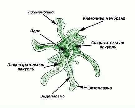 Составить схему обмена веществ амебы обыкновенной. , кому не