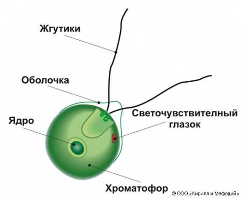 Рисунки: корненожка,фораминифера,радиолярия,вольвокс,хламидомонада