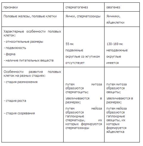 Напишите сравнительную таблицу сперматогенеза и овогенеза.