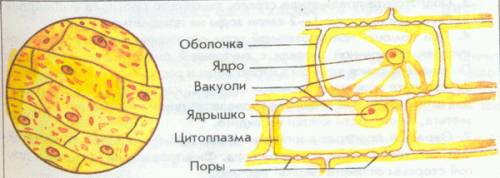 1)рассмотреть изрисовать клетки кожеци лука.подписать органоиды клетки 2)найти и указать отличительн