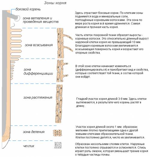 3. у корней древесных растений наибольшую длину имеет: а) корневой чехлик; б) зона деления; в) зона