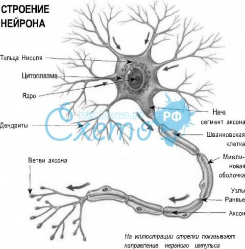 1) где располагаются промежуточные нейроны? 2) что такое рецепторные нейроны и где они располагаются