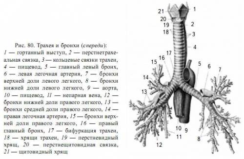 Особенности строения трахеи и бронхи(коротко)