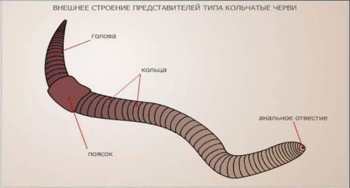 Поместите дождевого червя на стекло. рассмотрите спинную и брюшную стороны, переднюю и заднюю части,