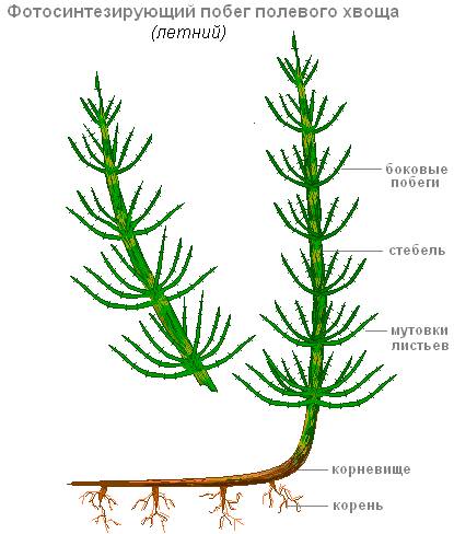 Зарисуйте летний побег хвоща лесного, подпишите его сновные части.