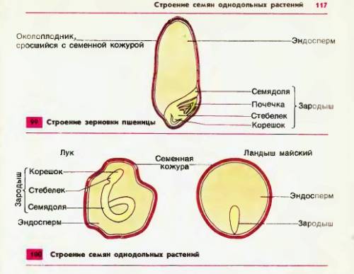 Примеры однодольных растений, которые имеют другое строение семян