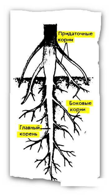 Виды корней типы корневых систем чем корни отличаются от резоидов?