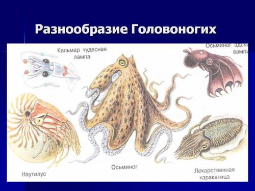 1) перечислите питания брюхоногих моллюсков. кратко опишите процесс пищеварения. 2) подтвердите прим