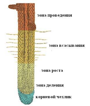 1. какие участки (зоны) можно различить, рассматривая молодой корень? 2. каково значение корневого ч