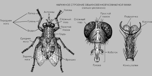 Какое внешнее строение у желательно картинкой или !