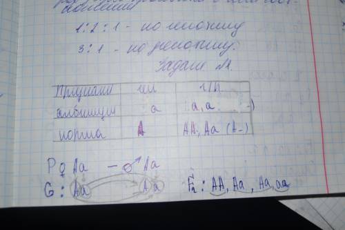 Альбинизм рецисивный признак. один из альбинос другой нормальный.в этой семье родились разнояйцевые