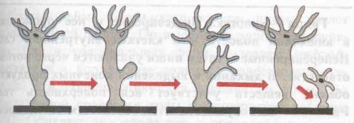 Зарисуйте и опишите процесс почкования гидры.