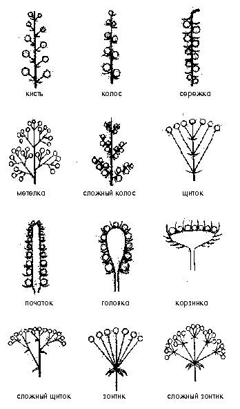 Заполните таблицу типы соцветий. 1 столбик: соцветие ; 2 столбик: схема ; 3 столбик: растения. 6 к