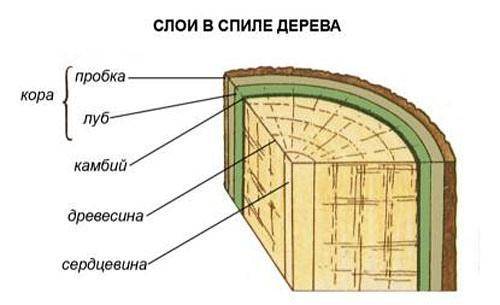 Поперечное и продольный срез ветки подпишите название каждой части стебля мне надо