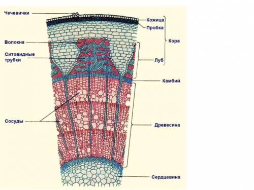 Поперечное и продольный срез ветки подпишите название каждой части стебля мне надо